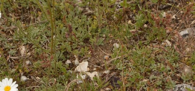 Campo imperatore  - Anthemis montana ?